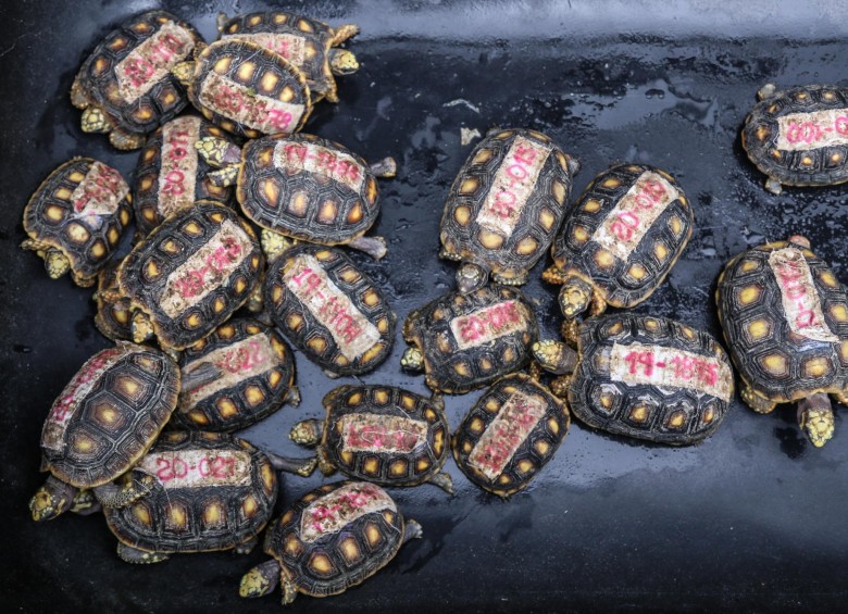 El año pasado en la Semana Santa, cuando llegaron 1.800 animales en sólo 3 días. De ellos, 1.400 eran tortugas. FOTO COLPRENSA