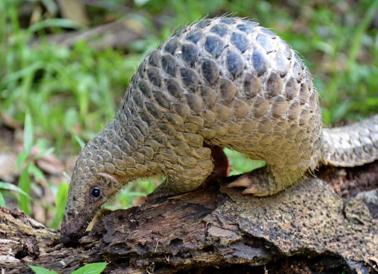 El pangolín es un mamífero que se encuentra en Asia y África. Recientes estudios indican que una mutación de un virus podría haberse transmitido a través de estos animales. Foto: Afp - Roslan Rahman