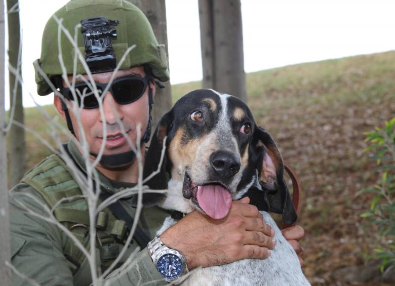 Chapolo, el perro que cambió de bando y ahora busca a su antiguo amo. FOTO Policía Nacional