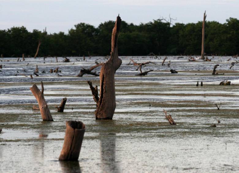 Unos países podrían perder sus áreas no intervenidas en 20 años, otros en 60. La pérdida es generalizada. Algunos que ya no tienen, como Rumania. Imagen costa norte colombiana FOTO Archivo