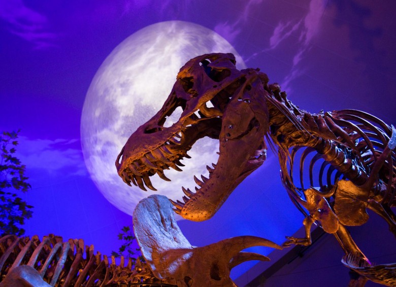 El T. Rex tenía 321 huesos, con sacos de aire en el cráneo y huesos huecos, similar a las aves. Además, sus oídos a los lados asemejan una estructura interna parecida a los humanos. FOTO Cortesía