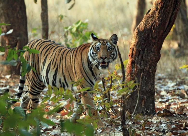 Bardia, un parque nacional protegido, alberga a unos 70 tigres y es un popular destino que recibe a miles de visitantes al año, pero no son comunes los ataques de tigre. FOTO Shutterstock