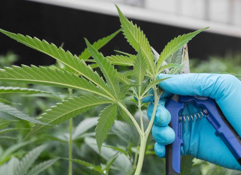 Planta de marihuana en una fábrica de Canadá. FOTO: AFP