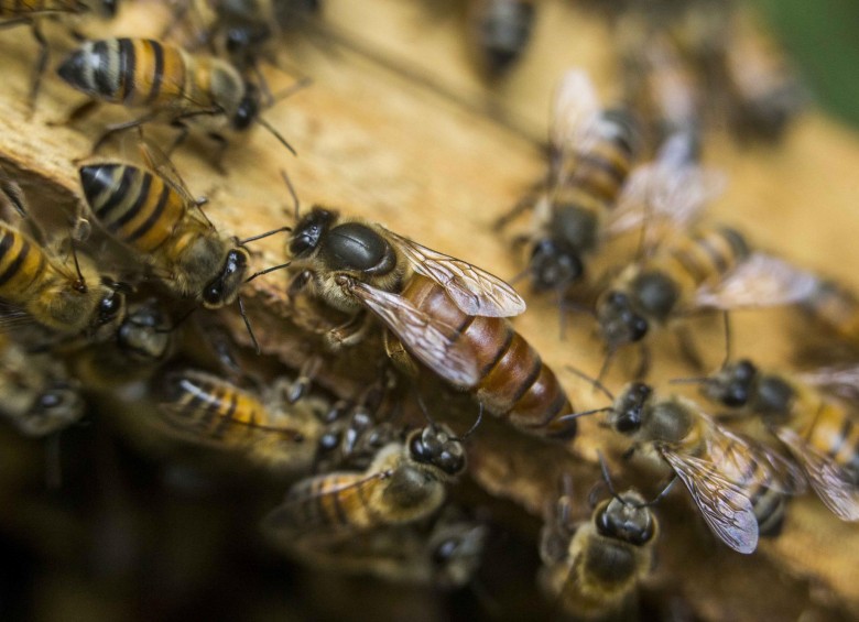 20.077 especies de abejas conocidas existen en el mundo, se encuentran en todos los continentes excepto en la Antártida. Foto: Esteban Vanegas