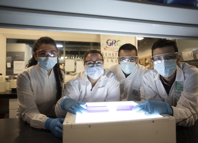 Investigadores en el laboratorio de Genética, Regeneración y Cáncer (GRC) de la Sede de Investigación Universitaria (SIU) de la Universidad de Antioquia. Foto: Camilo Suárez. 