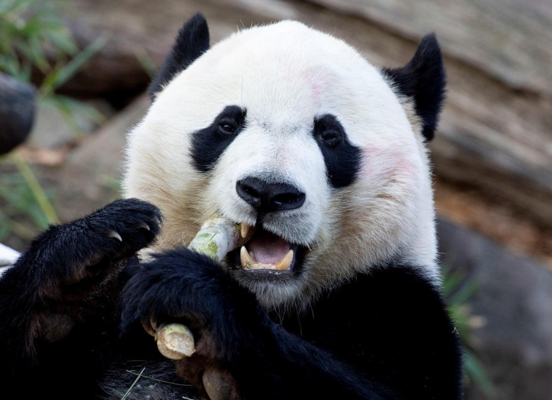 Panda Bei Bei viajó con éxito de Estados Unidos a China