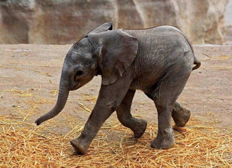 Es el sexto ejemplar nacido en el centro de conservación mexicano, de una manada de nueve elefantes africanos rescatada en Namibia hace ocho años. FOTO JOSE CASTANARES AFP
