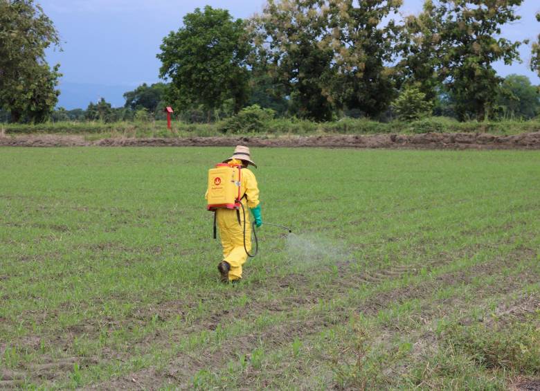 Por ahora, el Gobierno no podrá volver a la fumigación aérea con glifosato. FOTO: Colprensa