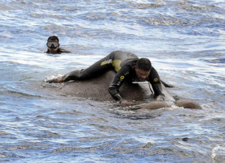 El complicado rescate de un elefante en medio del mar