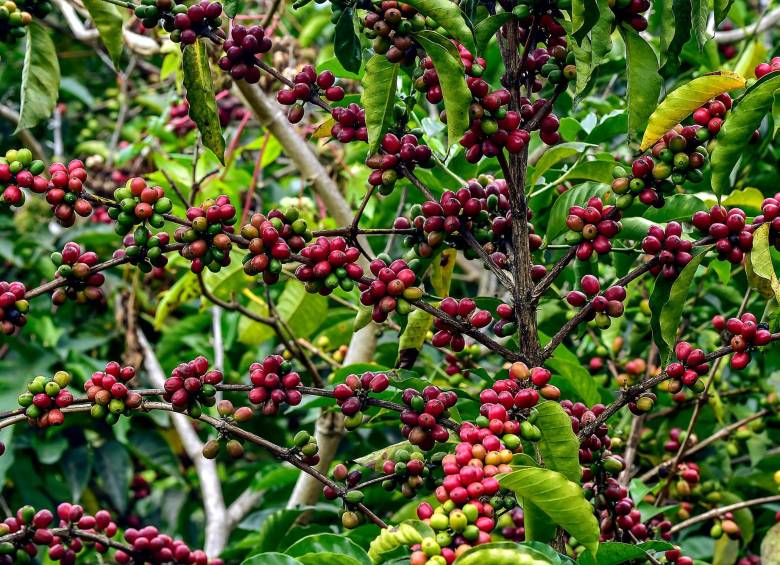 En los últimos años la exportación de café panameño representó unos 212 millones de dólares, el 0,4% del Producto Interno Bruto del país. Foto: Afp