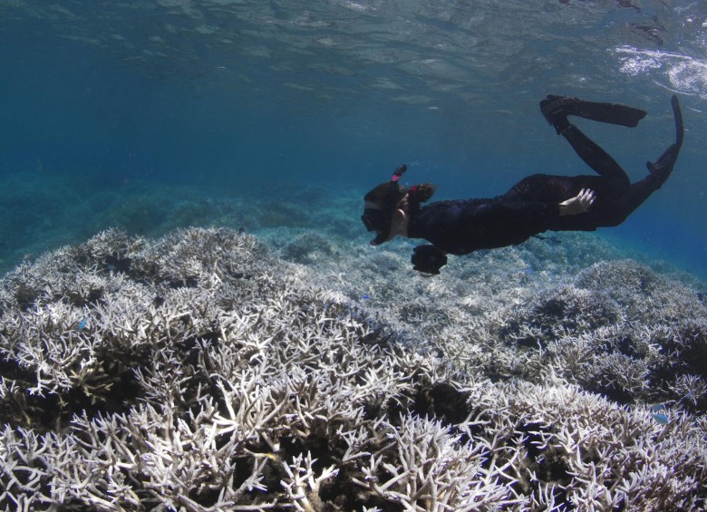 Evaluación del blanqueamiento del arrecife de coral en Samoa Americana, en febrero pasado. FOTO XL Catlin Seaview Survey
