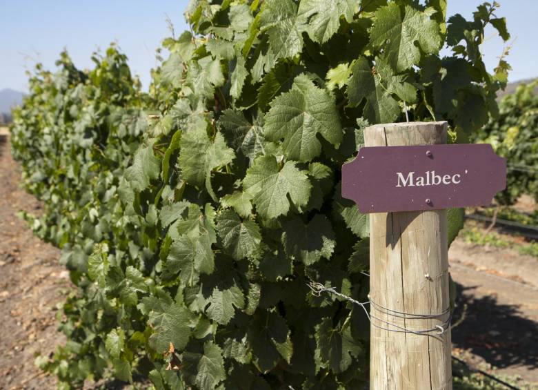 El malbec es, de lejos, la cepa que mejor representa a Argentina en el mundo, razón por la que este país es el principal propulsor de que se festeje un Día Mundial en su honor. FOTO sstock