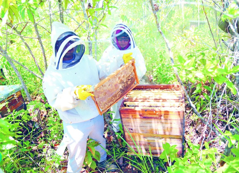 La miel reemplaza la minería ilegal y la coca en el Bajo Cauca
