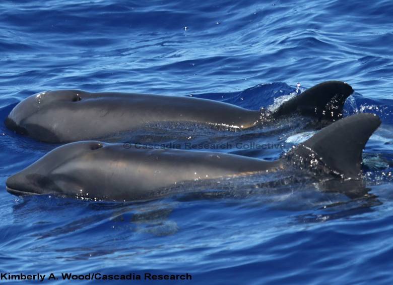 Mitad ballena, mitad delfín, el raro animal hallado en Hawaii