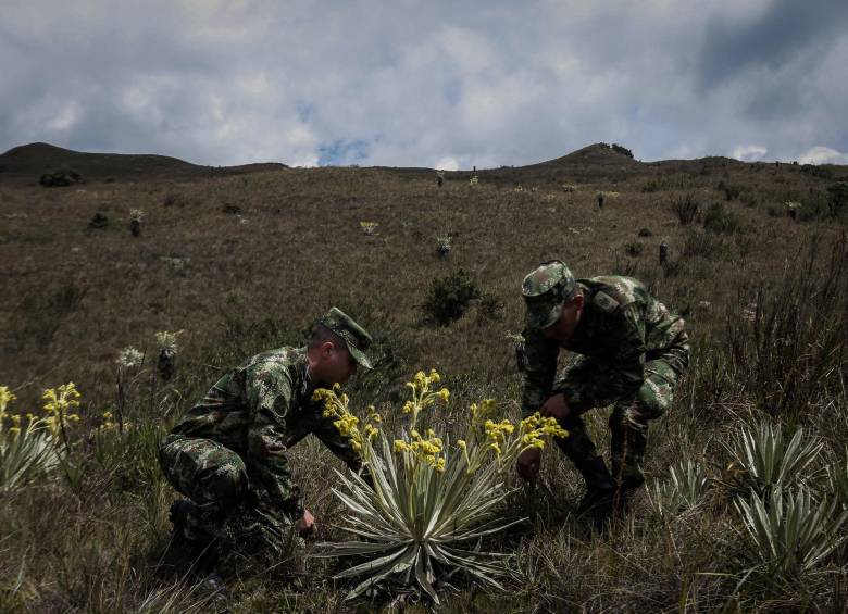 Ahora se ha convertido en una zona de reforestación y conservación de flora y fauna. FOTO COLPRENSA