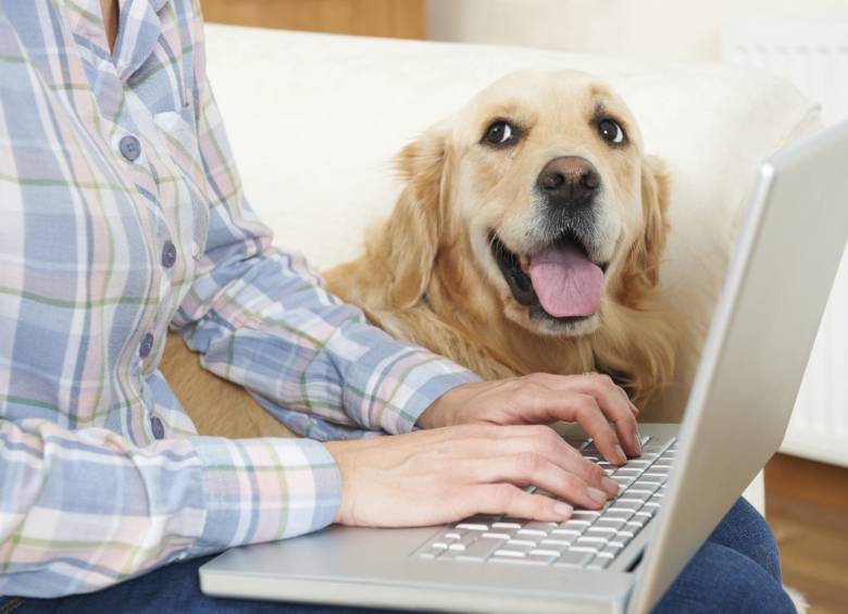 Prepararse ante cualquier eventualidad con su mascota es revisar la letra menuda y tener claras las coberturas. FOTO Sstock