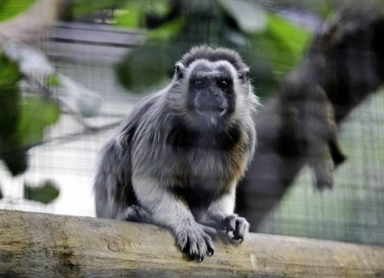 El tití gris es un primate pequeño que se ha adaptado a los hábitats urbanos de Medellín. Los cuatro ejemplares liberados habían sido objeto de tráfico ilegal de fauna silvestre. FOTO Cortesía AMVA