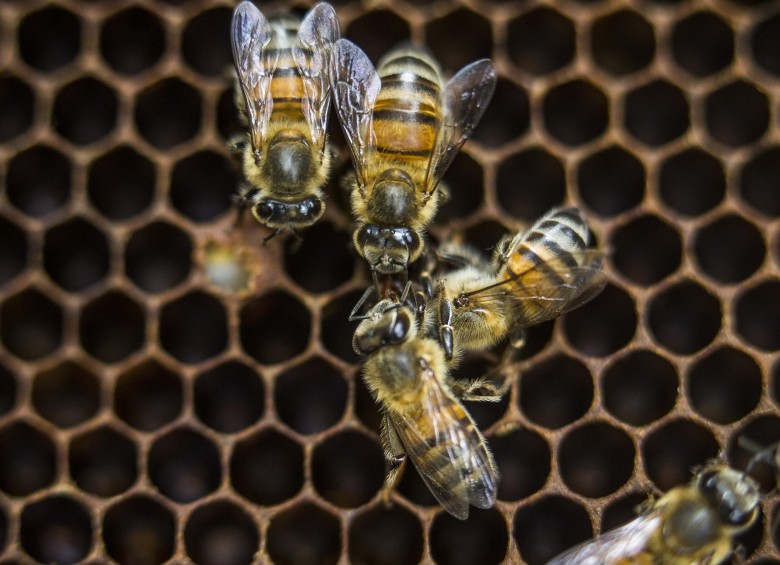 Cultivo de abejas (apiario) en el municipio de Jericó. Foto: Esteban Vanegas Londoño