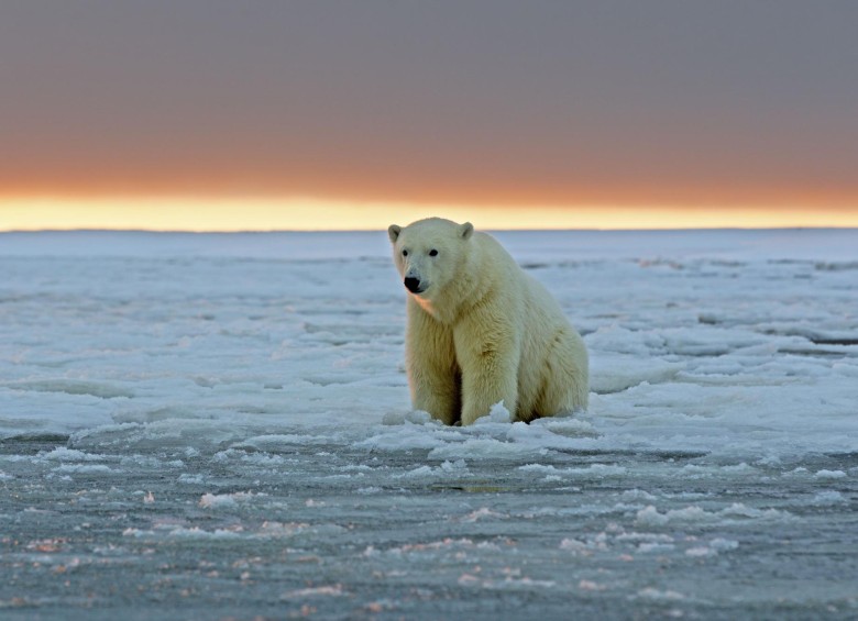 Los osos polares son mamíferos marinos que pasan gran parte de su vida en el hielo marino del Ártico. WWF estima que puede haber hasta 31 mil animales y están en peligro de extinción. FOTO Getty