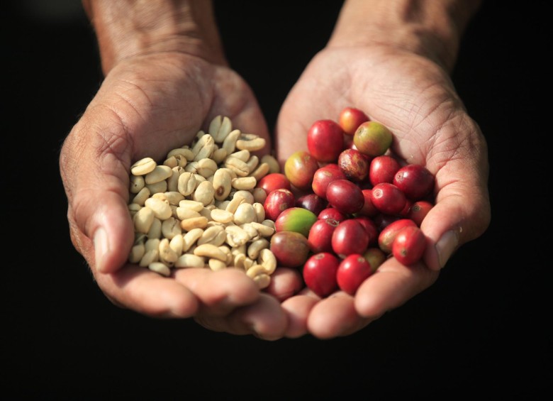 Cooperativas compraron 35% de la cosecha cafetera