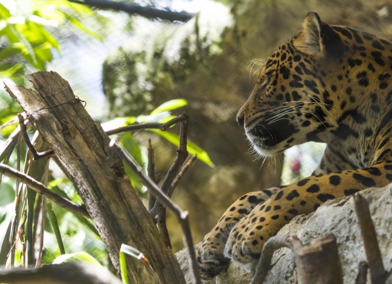 El proyecto Huella Viva ha logrado avistamientos de grandes felinos, como el jaguar y el puma, en los territorios del Oriente y el Magdalena Medio antioqueños. FOTO cortesía programa huella viva