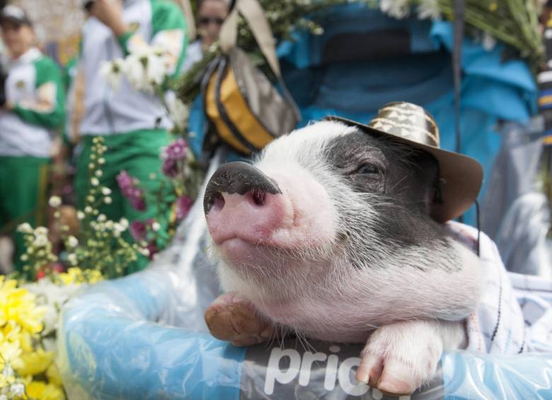 Las flores fueron para los perros