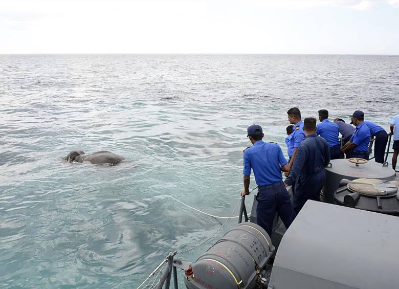 El complicado rescate de un elefante en medio del mar