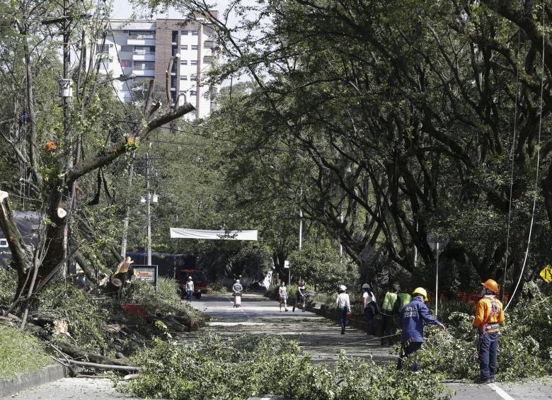 Ecologistas rechazan reactivación de tala en túnel verde de Envigado