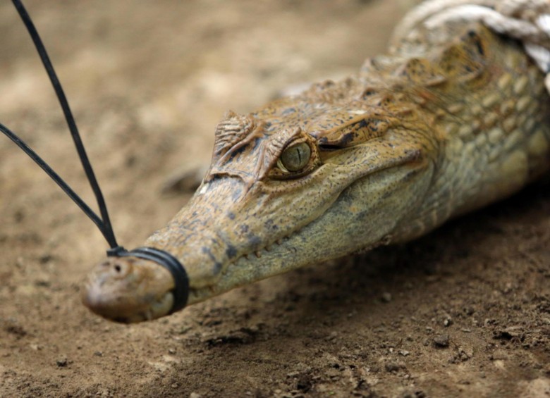 Viaje al profundo Amazonas para redescubrir el caimán del Apaporis 