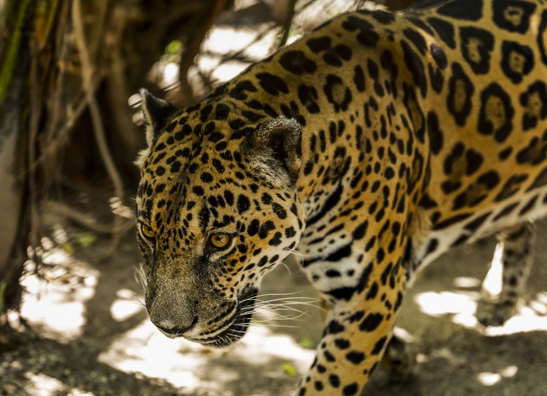 Jaguar (Panthera onca) fotografiado en el Zoológico Santafé de Medellín.FOTO: Esteban Vanegas Londoño