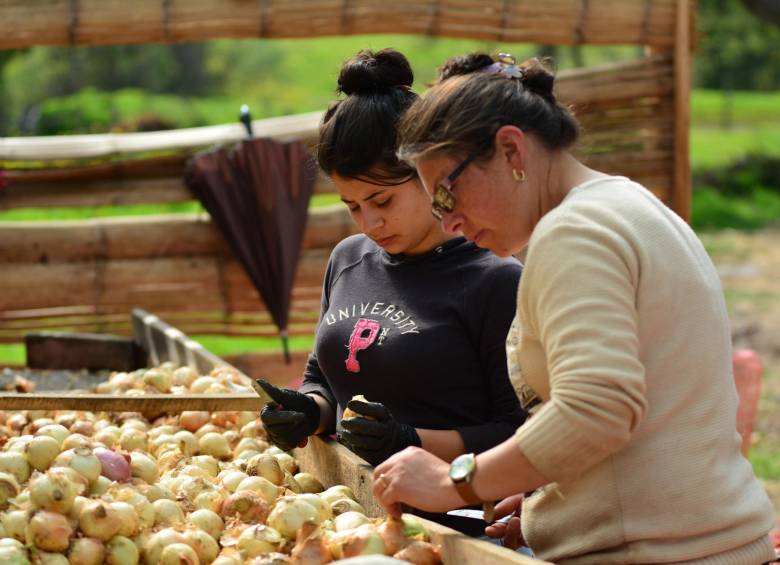 Comproagro creó en Toca (Boyacá) un centro de acopio que emplea a 32 campesinos, Además como aplicación intermediaria digital ya tiene más de 4.000 productores registrados. FOTO EFE