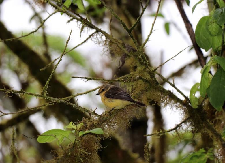 Nacen en las islas Galápagos seis pichones de pájaro brujo, en peligro de extinción