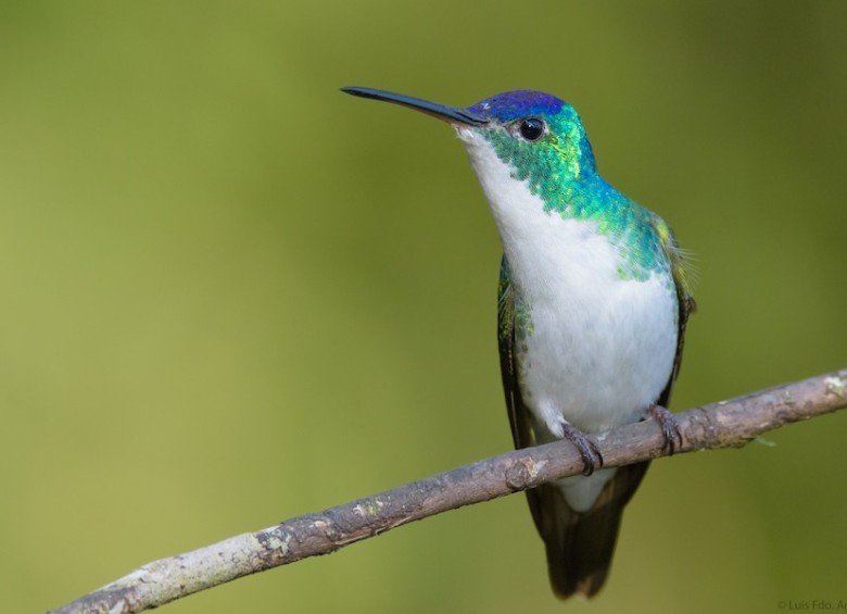 Antioquia encabeza el reporte de aves avistadas en Colombia durante el Global Big Day. Foto: Cortesía ebird.org.