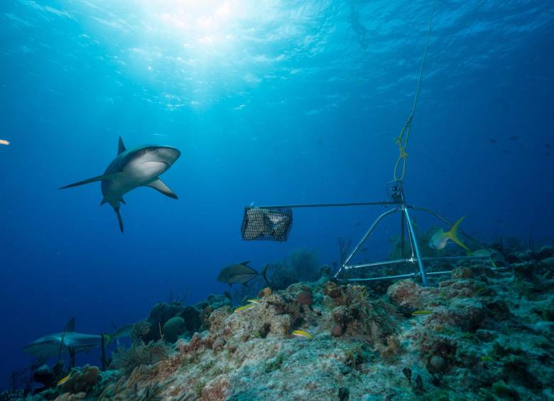 El proyecto Global FinPrint, que desde 2015 ha analizado más de 15.000 horas de grabación en 371 arrecifes de coral. La conclusión es que están en peligro. FOTO EFE/Andy Mann