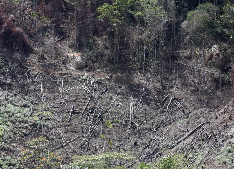La deforestación, por sus implicaciones en la vida y los recursos naturales, es de los peores problemas del planeta. Foto Donaldo Zuluaga