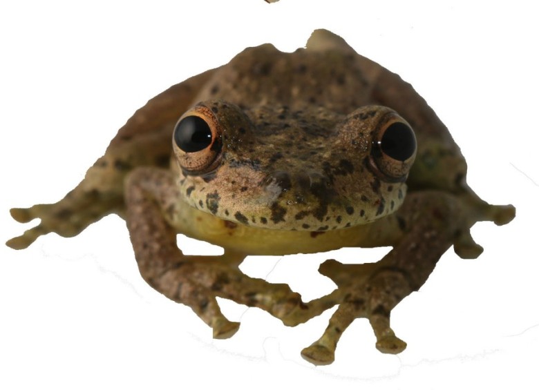 La Scinax caprarius es un anfibio que abunda en hábitats conservados, lo que la excluye de la lista de especies amenazadas. FOTO MINAMBIENTE