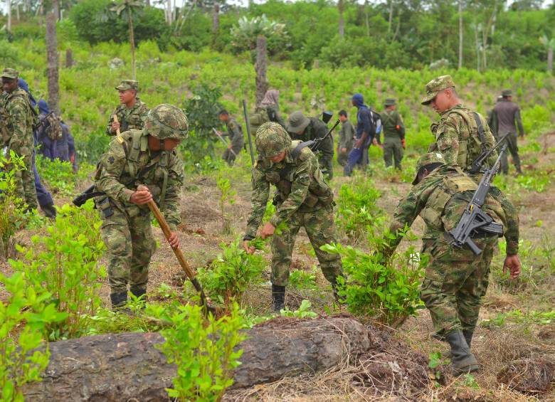 Según el Ministerio de Defensa, en 2019 fueron erradicadas 94.606 hectáreas de coca. FOTO Colprensa