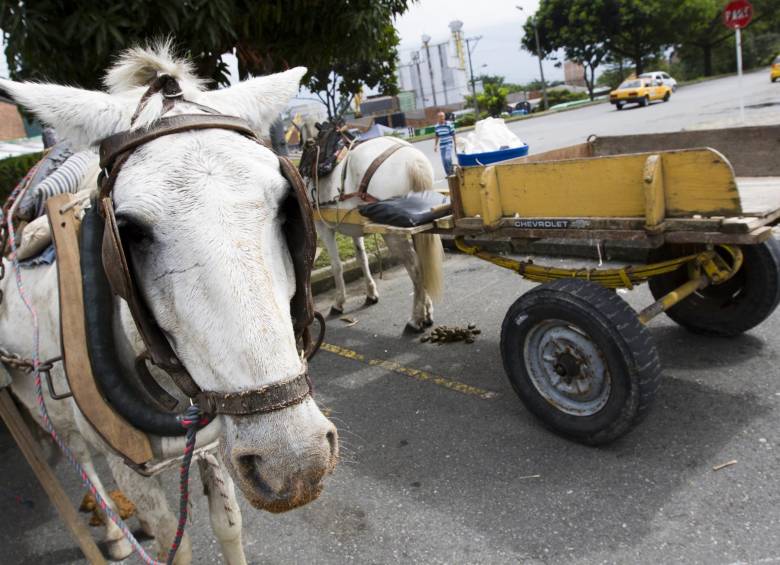 Con una inversión de 140 millones de pesos, el Carmen de Viboral inició el proceso de sustitución de coches de carga por motocargueros en una primera etapa que cobija a 13 cocheros. FOTO Esteban Vanegas 