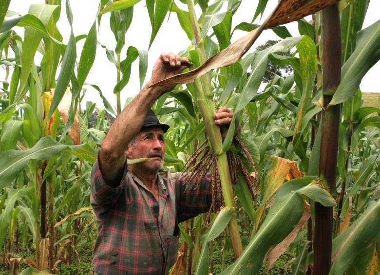 Fenalce indicó que a noviembre de 2019 la producción de maíz blanco en Colombia fue de 504.197 toneladas. Foto Archivo