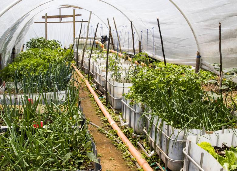 Con asesoría de un francés y un australiano, los productores de SiembraViva aplican la técnica de cultivo conocida como acuaponía, con notables ahorros en agua y sin necesidad de fungicidas. 