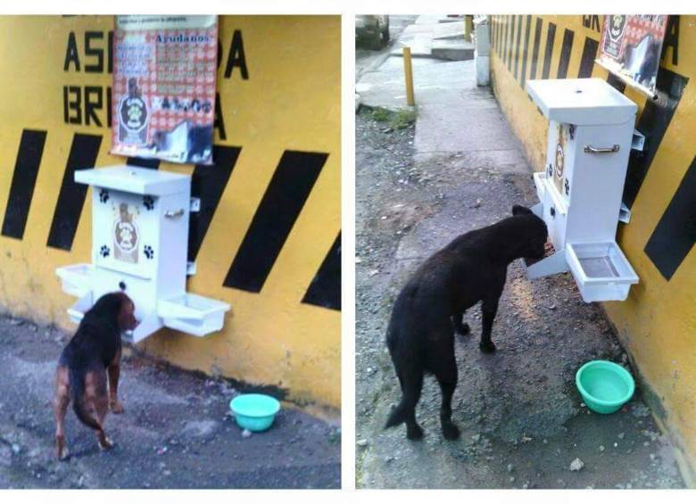 Festín para perros callejeros 