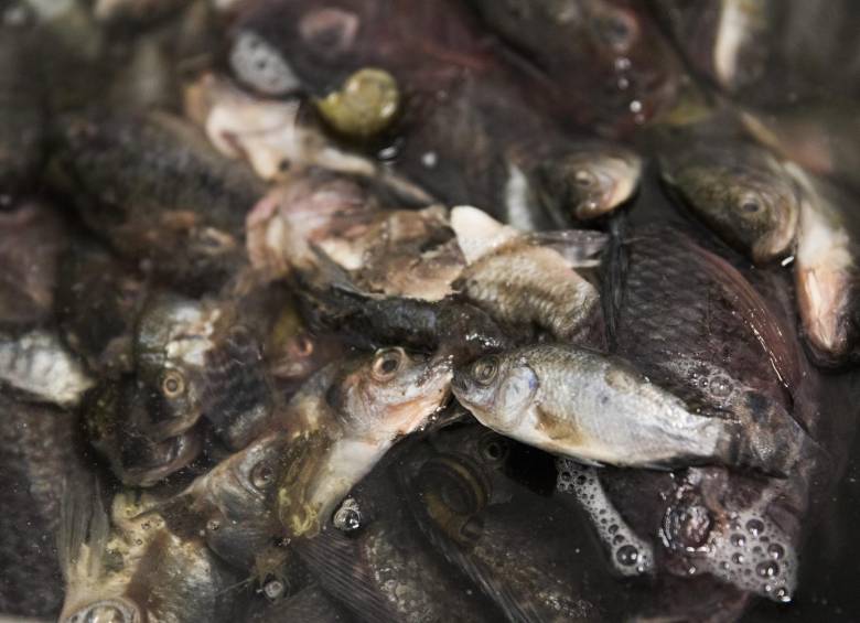 Detrás del Acuario de Explora, otro acuario