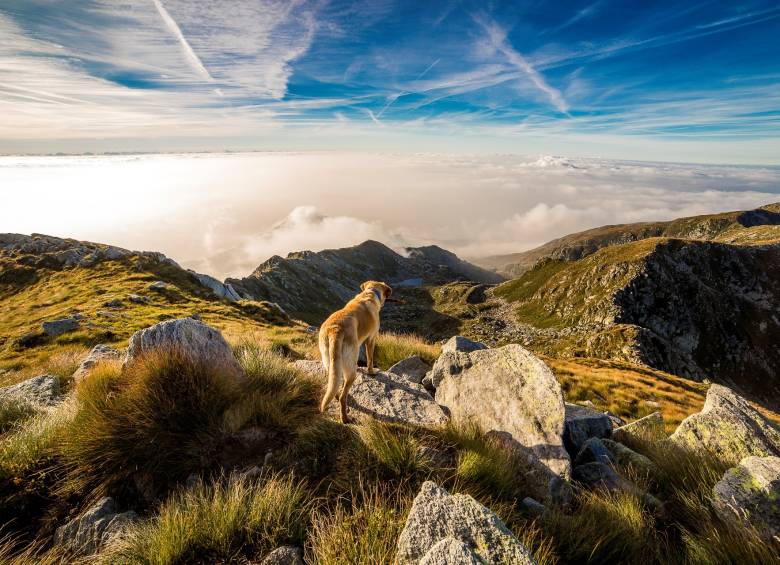 La colonización europea en Estados Unidos influyó en la desaparición de los primeros perros. FOTO: Pixabay