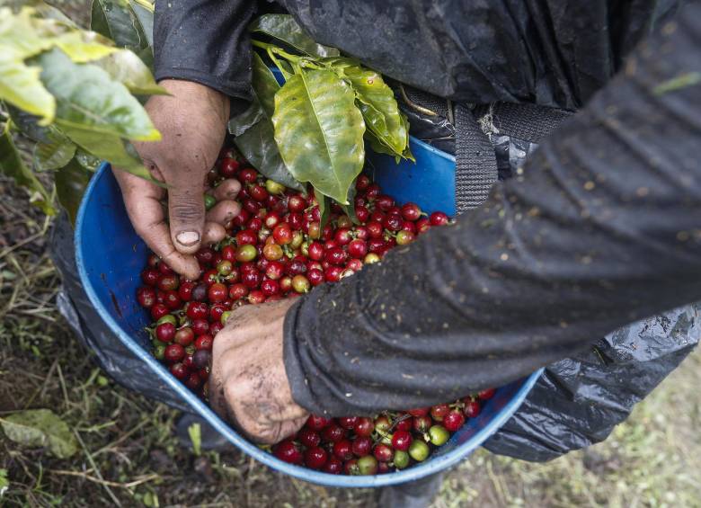 La producción de café de Colombia cerró el 2019 en 14,8 millones de sacos. Foto Manuel Saldarriaga