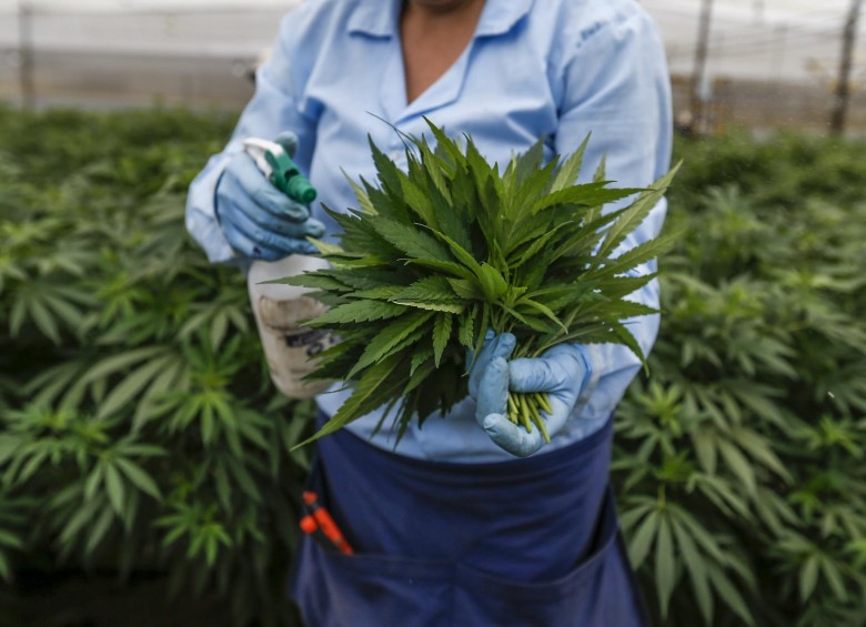 En Rionegro, Antioquia, existe uno de los cultivos de cannabis medicinal que hay en el país. FOTO Santiago mesa rico