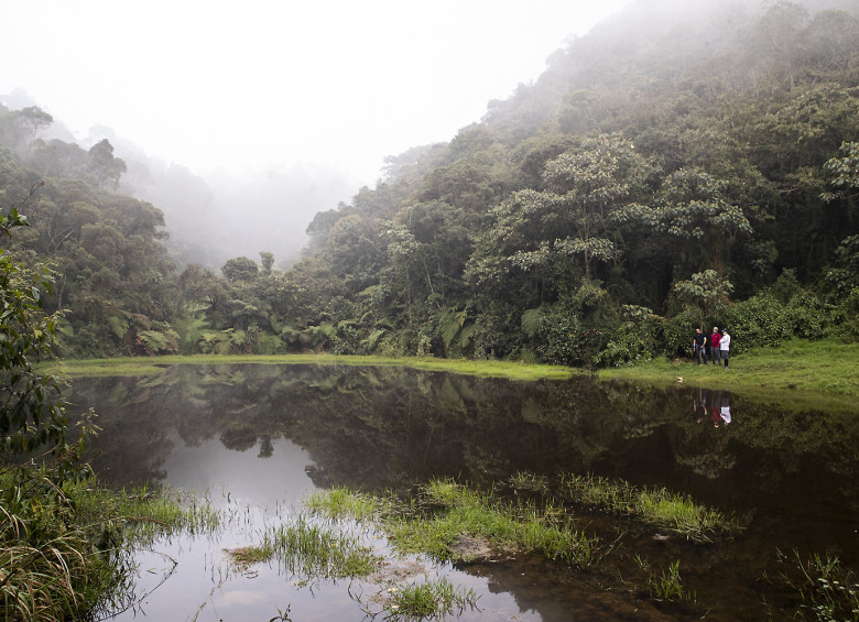 La reserva El Romeral, en La Estrella, tiene varios miradores del Valle. En el camino se encuentra una espectacular “Laguna Encantada”, como se le conoce a este estanco alimentado por los bosques de niebla que lo rodean. Foto: Esteban Vanegas
