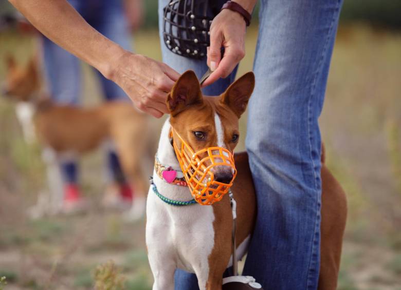 Este es uno de los bozales que les permite a los perros jadear y abrir la boca. Es uno de los recomendados. FOTO Shutterstock