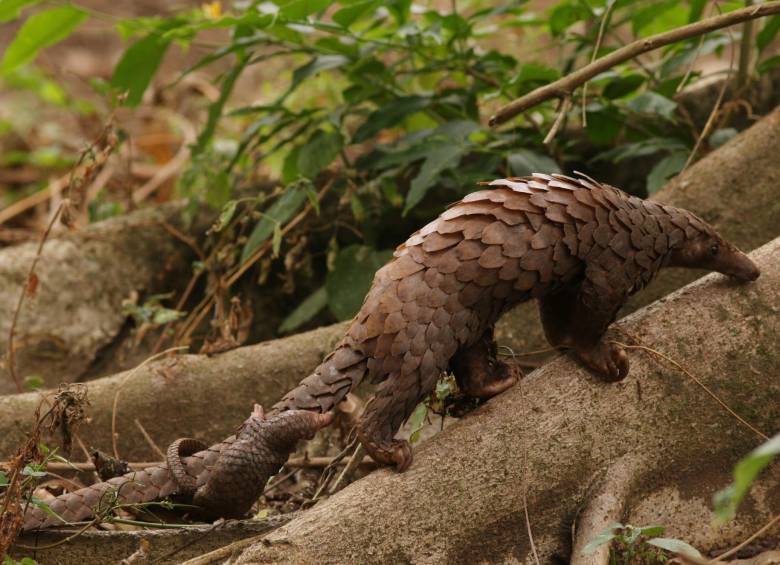 Son ocho especies de pangolines, seis en estado vulnerable, dos en peligro crítico de extinción. Foto: Sstock.