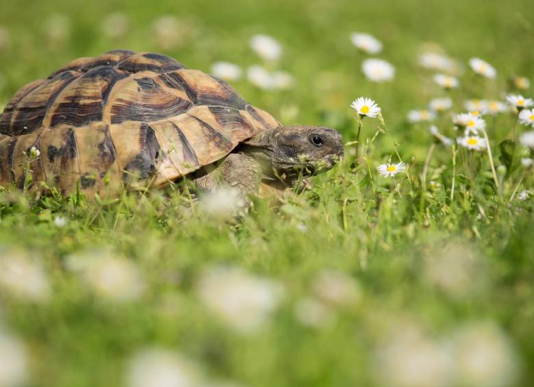 Tortugas mediterráneas. FOTO: Shutterstock.
