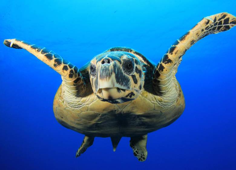La tortuga Carey fue descrita inicialmente por Carlos Linneo como Testudo imbricata en 1766. FOTO: Shutterstock.